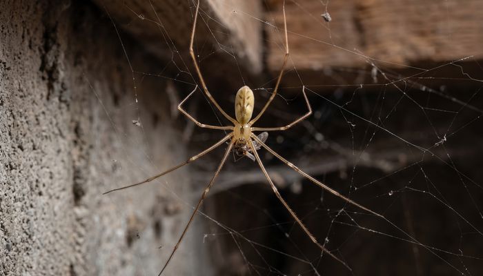 Cellar spider