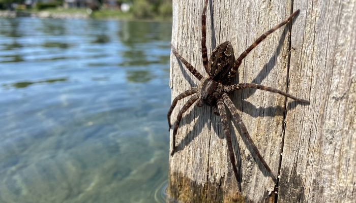 Dock spider