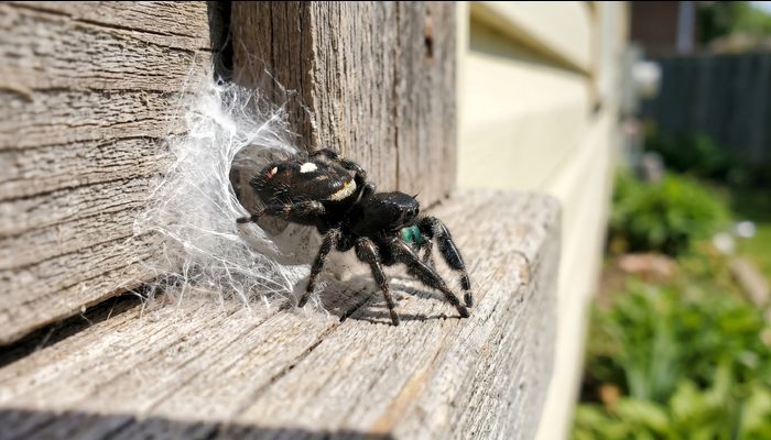 Jumping spider