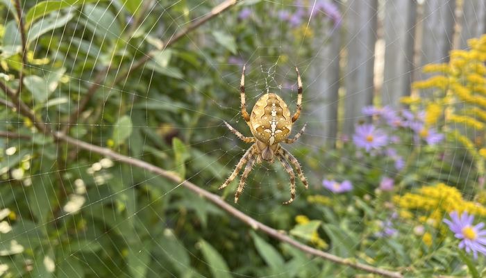 Orb weaver spider