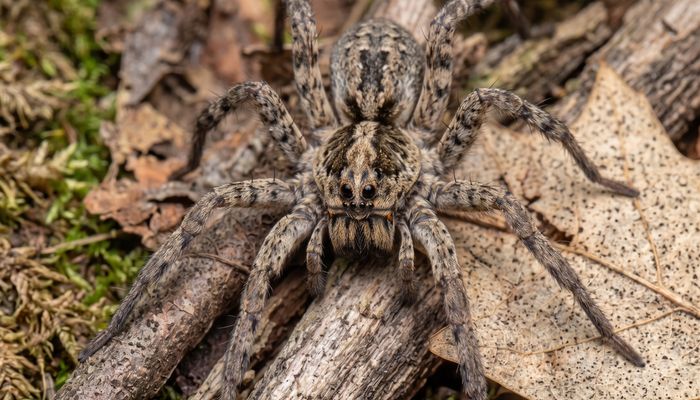 Wolf spider
